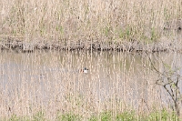 Mestolone (Anas clypeata)